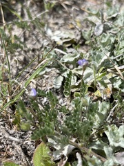 Astragalus nuttallianus trichocarpus