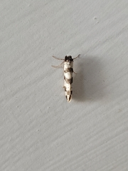 Lepidoscia characota