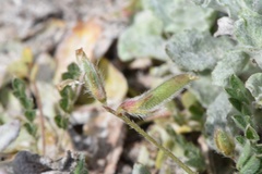 Astragalus nuttallianus trichocarpus