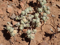 Psilocarphus tenellus