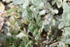 Astragalus nuttallianus trichocarpus