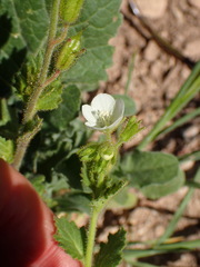 Phacelia viscida albiflora