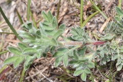 Dalea obovata