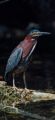 Butorides virescens image