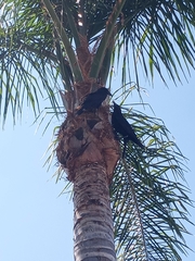 Corvus brachyrhynchos
