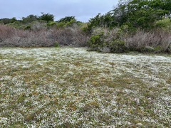 Plagiobothrys chorisianus hickmanii