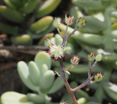 Sedum allantoides