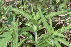 Monarda maritima
