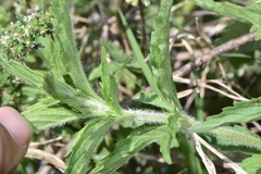 Monarda maritima