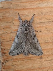 Pleromelloida bonuscula