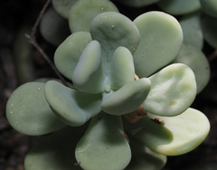 Sedum allantoides