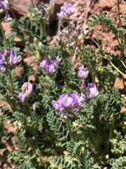 Astragalus pubentissimus