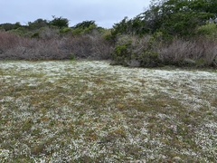 Plagiobothrys chorisianus hickmanii