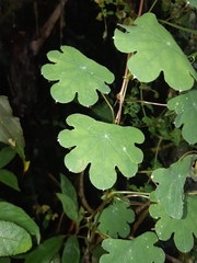 Tropaeolum tuberosum