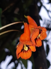 Tropaeolum tuberosum