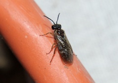 Periclista