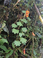 Tropaeolum tuberosum