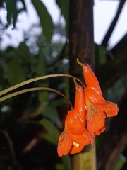 Tropaeolum tuberosum