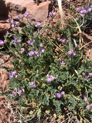 Astragalus pubentissimus