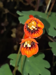 Tropaeolum tuberosum
