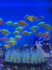 Gymnocorymbus ternetzi