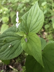 Viola canadensis
