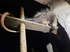 Didelphis albiventris