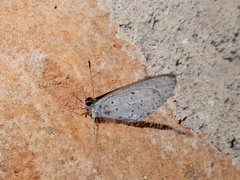 Celastrina lavendularis