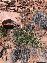 Astragalus pubentissimus