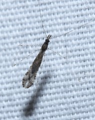 Empicoris orthoneuron