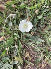 Calystegia subacaulis episcopalis