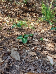 Trillium reliquum