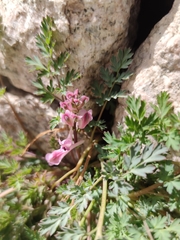 Corydalis edulis