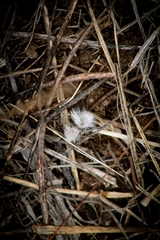 Dasymutilla pseudopappus