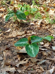 Trillium reliquum