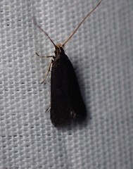 Lecithocera terrigena