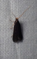 Lecithocera terrigena