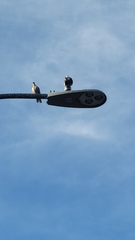 Streptopelia decaocto