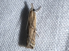 Fissicrambus quadrinotellus