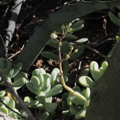 Sedum allantoides