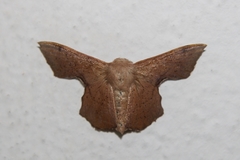 Trogoptera