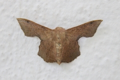 Trogoptera
