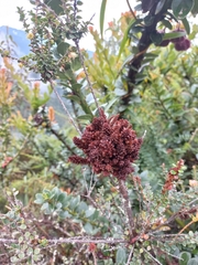 Disterigma acuminatum