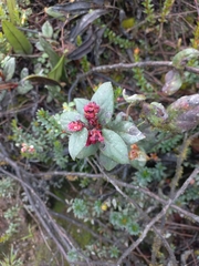 Gaultheria glomerata