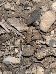 Anuroctonus phaiodactylus