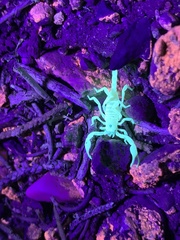 Anuroctonus phaiodactylus