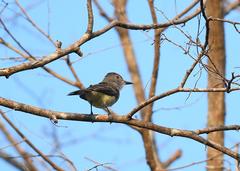 Myiarchus panamensis