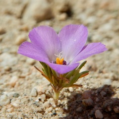 Linanthus parryae