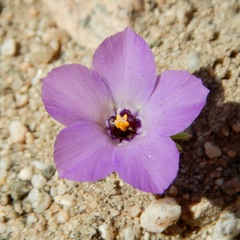 Linanthus parryae