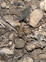 Anuroctonus phaiodactylus